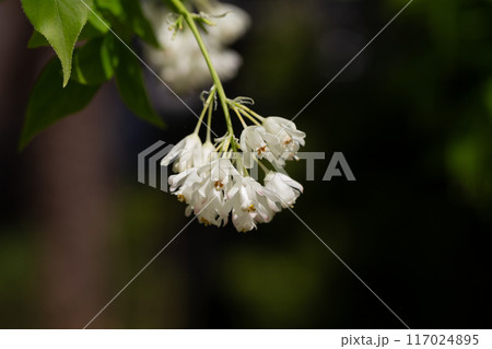 A close up shot of bell-shaped, fragrant buds and flowers of the Staphylea Pinnata amid green leaves spring flower background A close up shot of bell-shaped, fragrant buds and flowers of the Staphylea Pinnata amid green leaves spring flower background 117024895