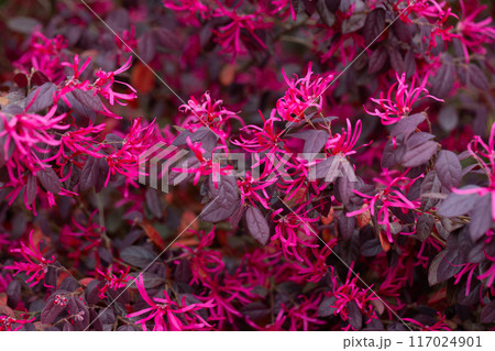 Botanical collection, pink flowers of Loropetalum chinense close up 117024901