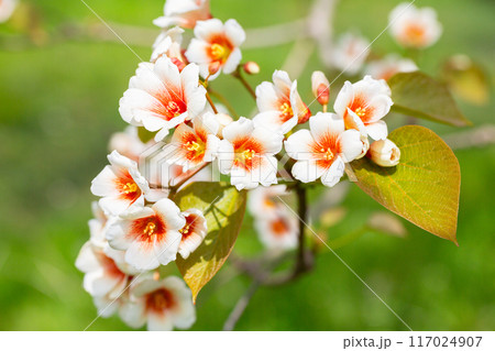 Close-up white Tung tree flower blooms. Aleurites Fordii Airy Shaw or Vernicia fordii, usually known as the tung or tung oil tree in spring. Delightful white-orange inflorescences on a blurred Close-up white Tung tree flower blooms. Aleurites Fordii Airy Shaw or Vernicia fordii, usually known as the tung or tung oil tree in spring. Delightful white-orange inflorescences on a blurred 117024907