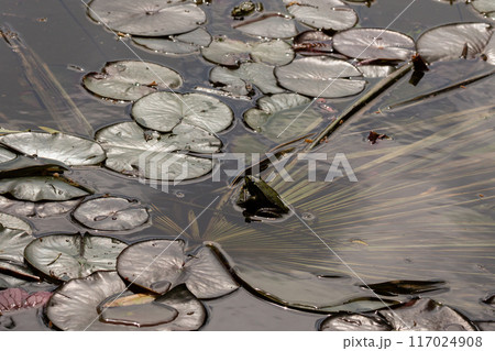 Frog on a water lily leaf in a lily pond Frog on a water lily leaf in a lily pond 117024908