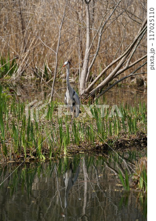 青鷺の餌とり 117025110