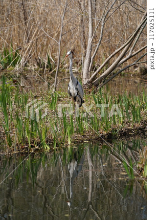 青鷺の餌とり 117025111