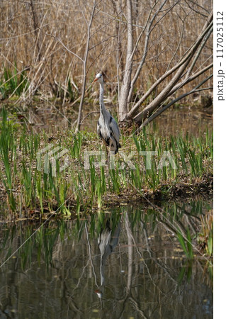 青鷺の餌とり 117025112