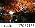 醍醐寺 雨月茶屋の紅葉 117025453