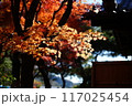 醍醐寺 雨月茶屋の紅葉 117025454