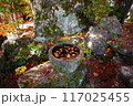 醍醐寺 水瓶に浮かぶ紅葉 117025455