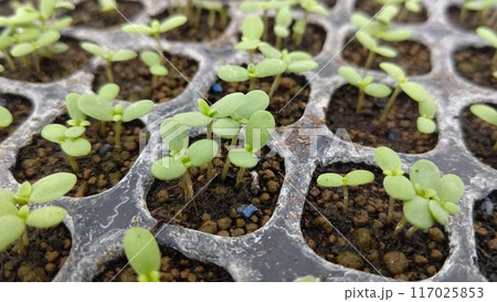 プラグトレーから芽吹いた春菊 117025853