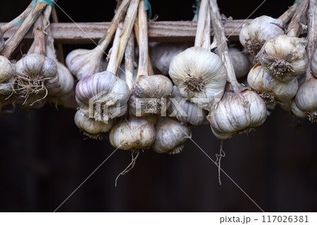 Bundles of garlic drying in the open air Bundles of garlic drying in the open air 117026381