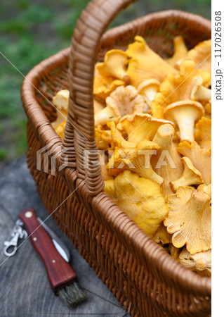 Wicker basket filled with chanterelles on a wooden stump Wicker basket filled with chanterelles on a wooden stump 117026508