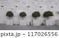 tree on a brick wall 117026556
