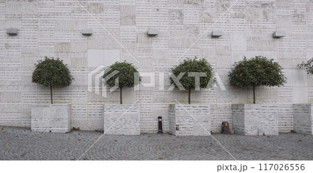 tree on a brick wall 117026556