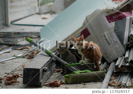 cat in a cage 117026557