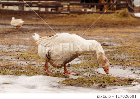 Geese standing proudly on top of a muddy field in a rural farm setting. Geese standing proudly on top of a muddy field in a rural farm setting. 117026681