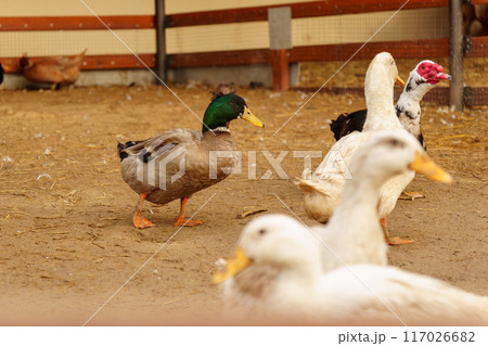 Ducks meander through a dusty field, explore the surroundings on farm Ducks meander through a dusty field, explore the surroundings on farm 117026682