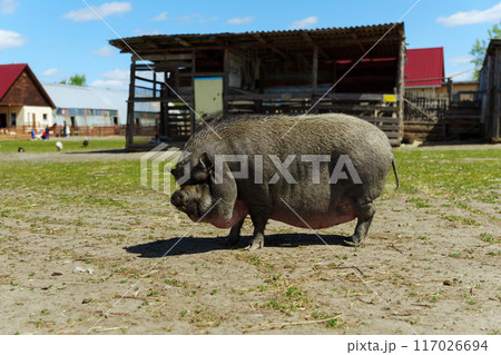 Pig has a rounded belly and is walking with its head down, likely foraging for food. Farm 117026694