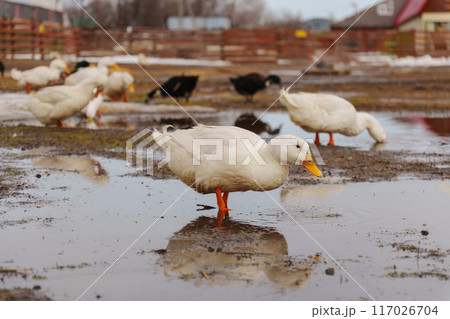 White ducks elegantly stand atop a moist ground, exuding peace and tranquility in their surroundings. 117026704