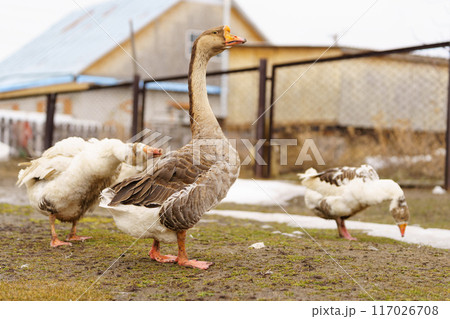 Geese is standing proudly on top of a lush green field, their feathers glistening 117026708
