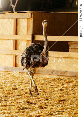 Ostrich is standing proudly in a charming barn filled with golden hay bales. Vertical photo Ostrich is standing proudly in a charming barn filled with golden hay bales. Vertical photo 117026710