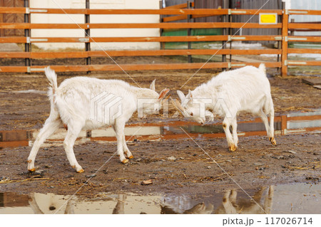Graceful White Goats Freely Roaming on terrain on farm. Selective focus Graceful White Goats Freely Roaming on terrain on farm. Selective focus 117026714