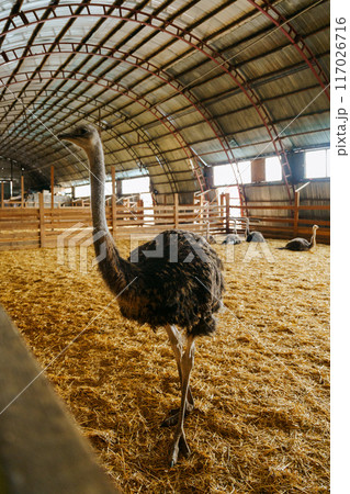 Ostrich is standing proudly in a charming barn filled with golden hay bales. Vertical photo Ostrich is standing proudly in a charming barn filled with golden hay bales. Vertical photo 117026716