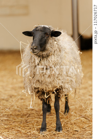 Sheep is standing proudly on a vast dry grass field in a farm setting. Vertical photo Sheep is standing proudly on a vast dry grass field in a farm setting. Vertical photo 117026717
