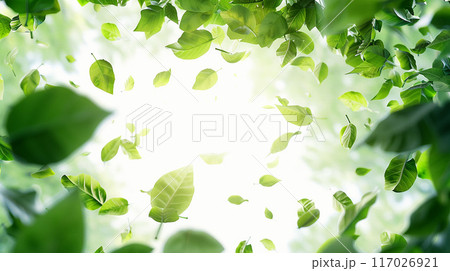 上から舞う緑の葉 上から舞う緑の葉 117026921