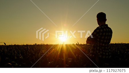 Confident young man admires the sunset over a cornfield, rear view 117027075