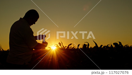 Silhouette of a farmer studying corn sprouts at sunset. 117027076