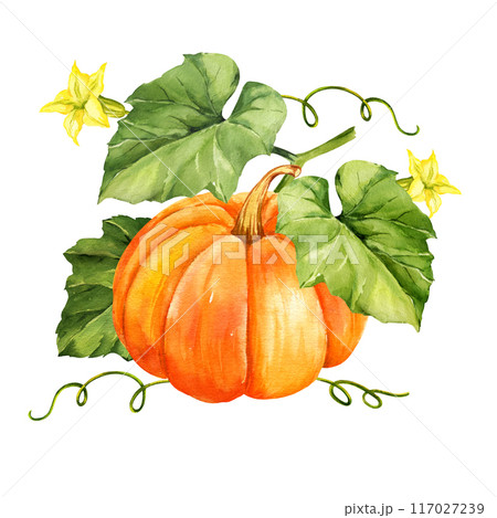 watercolor big ripe orange pumpkin with green leaves, stems, yellow flowers, autumn harvest illustration, hand drawn sketch, white background, for Halloween, fall festival 117027239