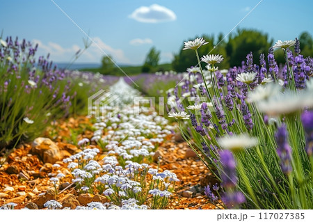 Beautiful lavender field in full bloom with wildflowers and a cloudy sky in the background, capturing the essence of nature's tranquility. 117027385