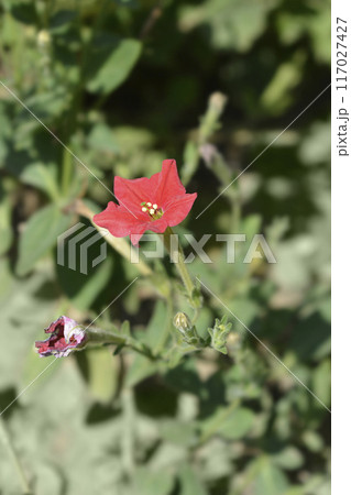 Brazilian red petunia Brazilian red petunia 117027427