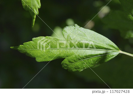 Rose Of Sharon Rose Of Sharon 117027428