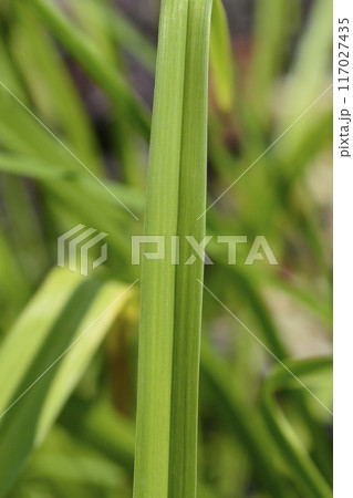 Daylily Frans Hals 117027435