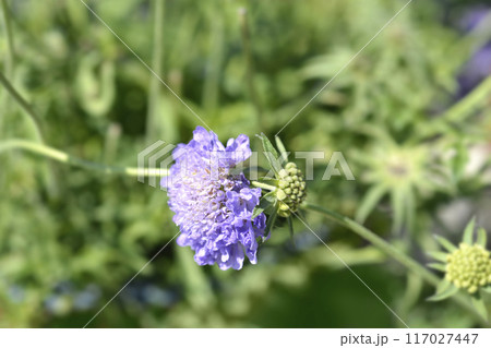 Japanese pincushion flower Japanese pincushion flower 117027447