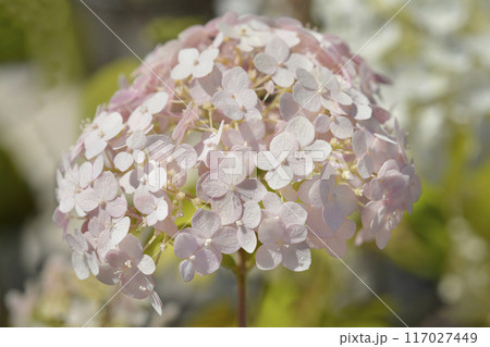 Smooth hydrangea Candybelle Bubblegum Smooth hydrangea Candybelle Bubblegum 117027449