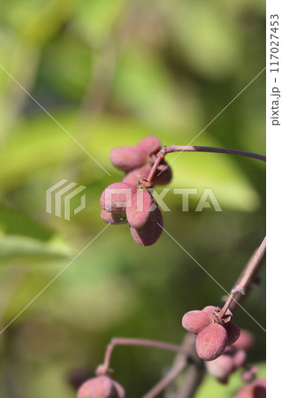 Spindle Red Cascade Spindle Red Cascade 117027453
