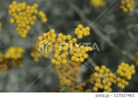 Italian everlasting flowers Italian everlasting flowers 117027461
