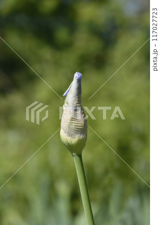 Tall bearded iris Blue Sapphire Tall bearded iris Blue Sapphire 117027723