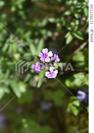 Rock soapwort Rock soapwort 117027728