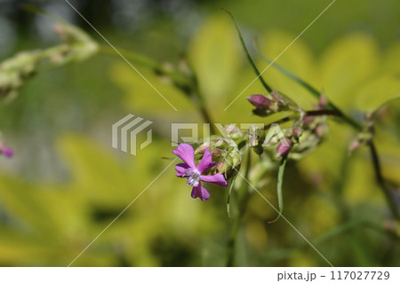 Sticky catchfly Sticky catchfly 117027729
