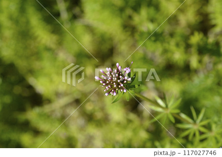 Caucasian crosswort Caucasian crosswort 117027746
