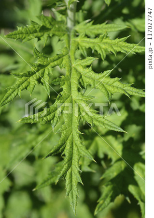 Southern globethistle 117027747