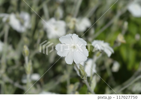 White Rose campion 117027750