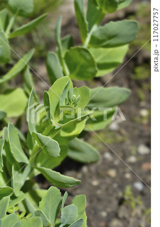 Stonecrop Lisa 117027757