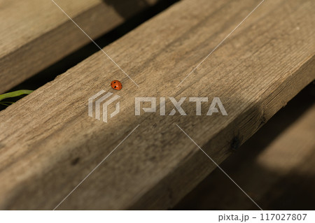 on a wooden surface there is a red ladybug, a fly and a lizard on a sunny day, green leaves around 117027807