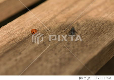 on a wooden surface there is a red ladybug, a fly and a lizard on a sunny day, green leaves around 117027808