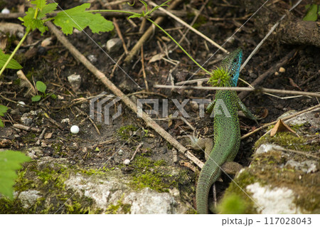 beautiful green lizard on the ground with a green flower near its head 117028043