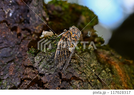 ニイニイゼミ 117028317