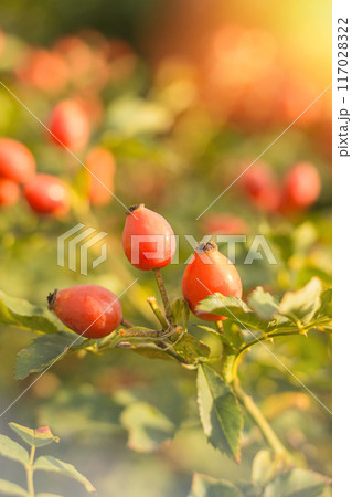Bright, juicy and colourful rose hips, shining brightly on a beautiful sunny day in the embrace of nature. 117028322
