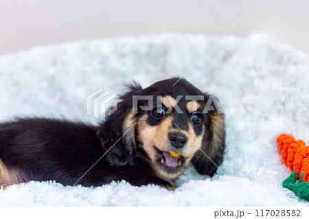 カニンヘンダックスフンドの仔犬 カニンヘンダックスフンドの仔犬 117028582